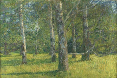 Birches in Laxenburg